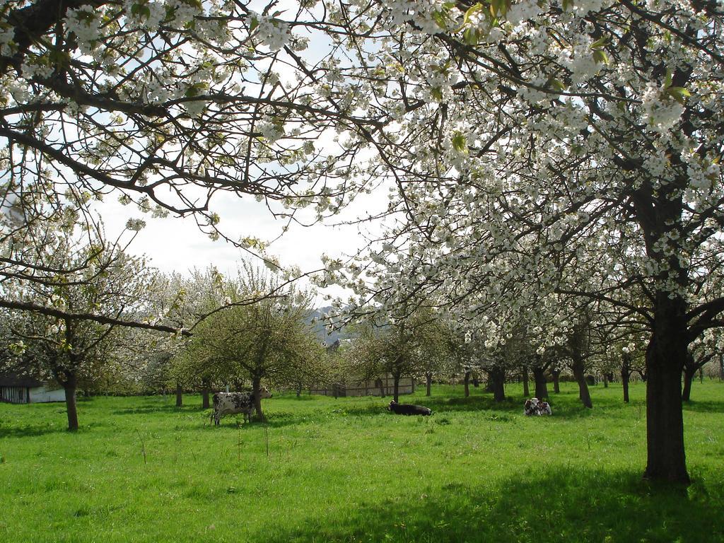 Chambres D'Hotes Au Temps Des Cerises Jumièges Екстериор снимка